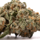 Close-up of Event Horizon THCa Flower with cosmic colors, rich trichomes, and orange pistils